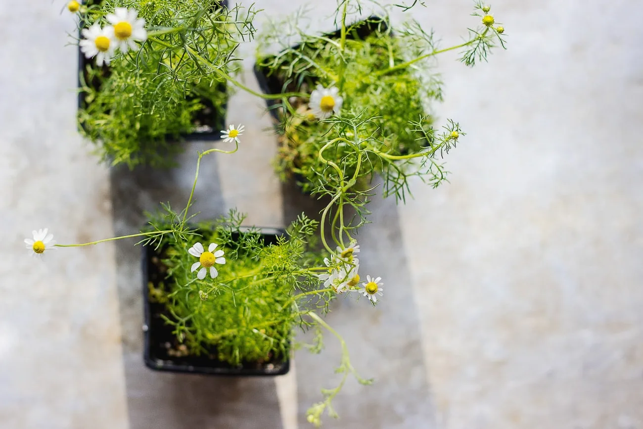 live chamomile plants with flowers