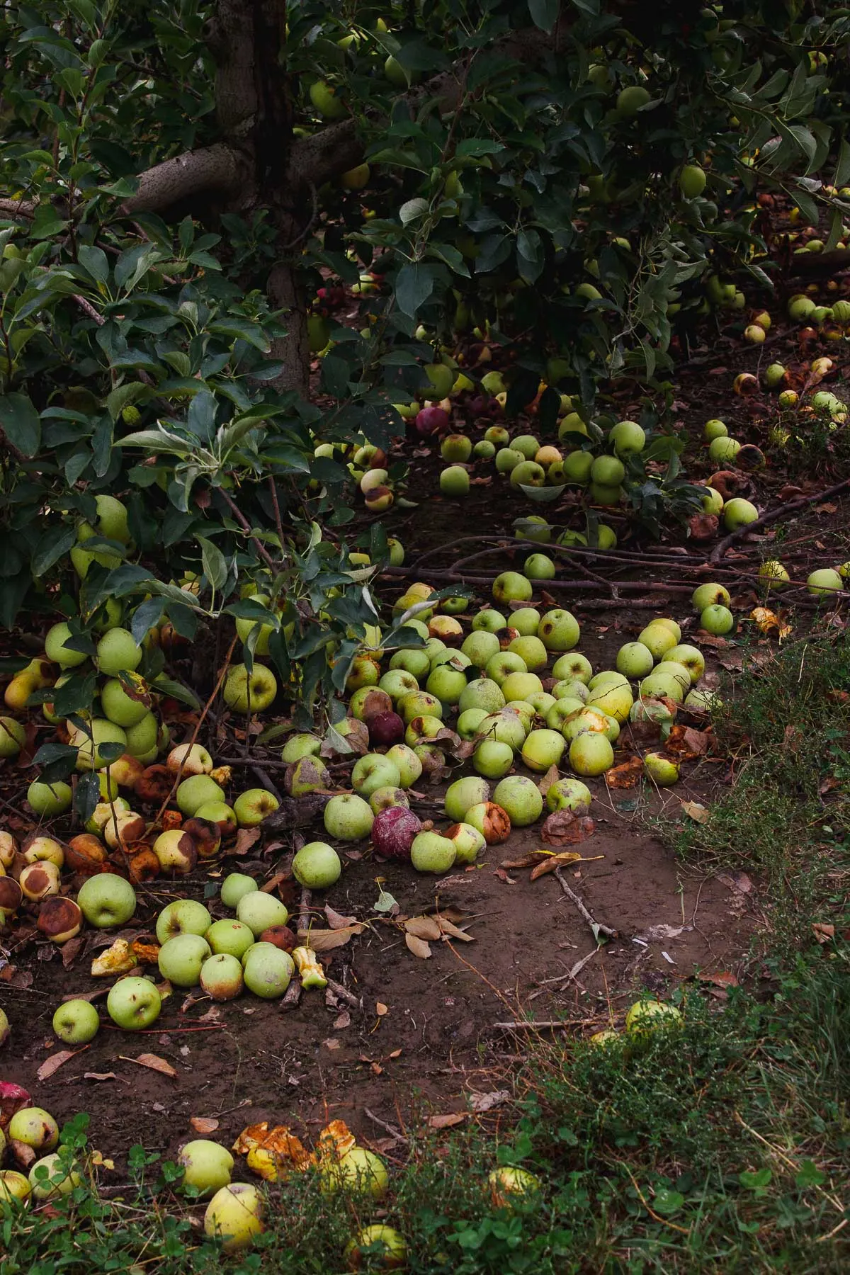 green apple orchards