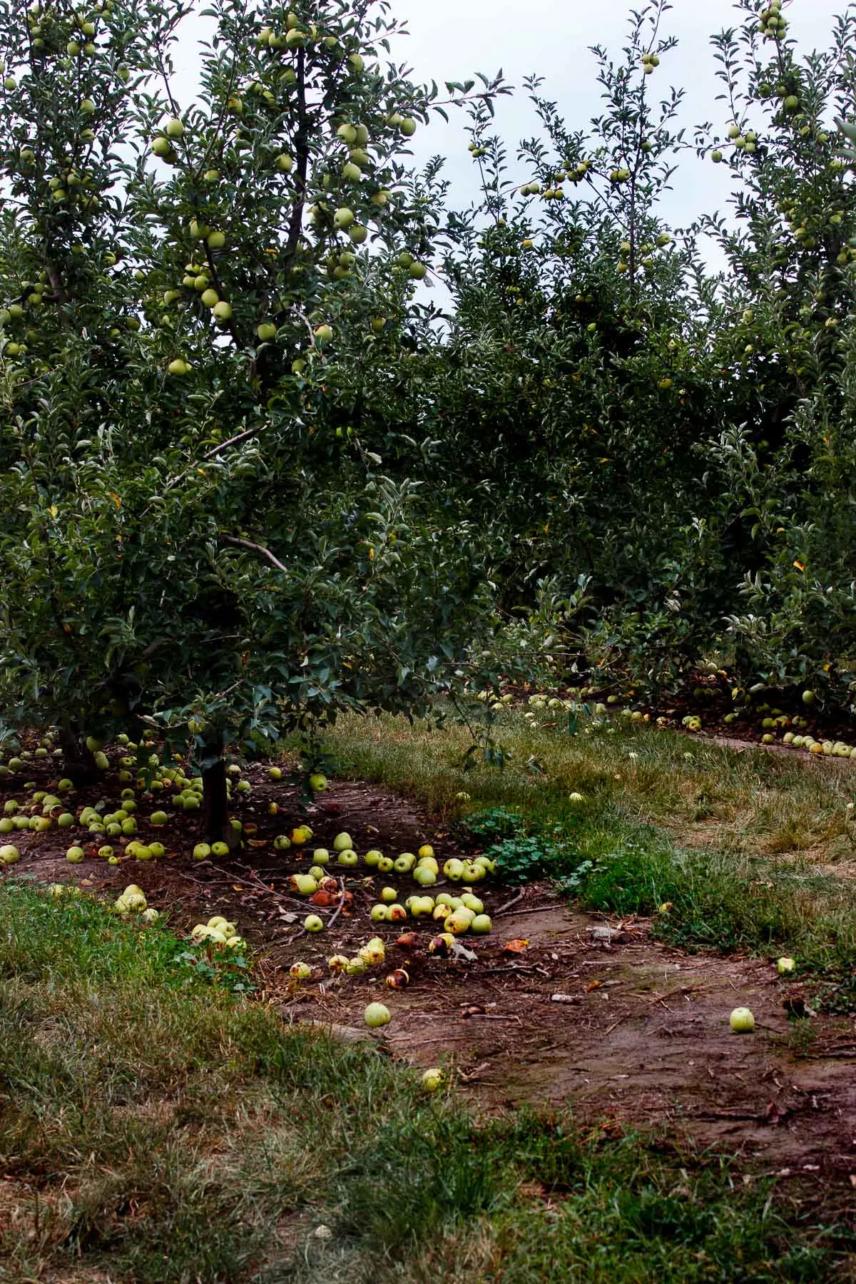 apple orchards in the fall