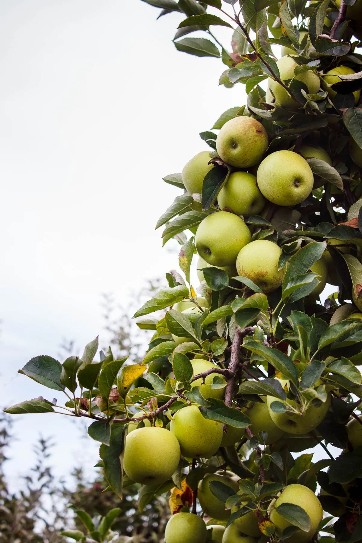 green apples on a tree